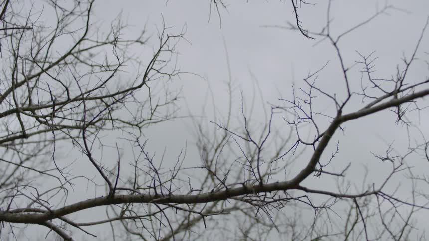 A view of bare tree and its branches on a cold cloudy winter day