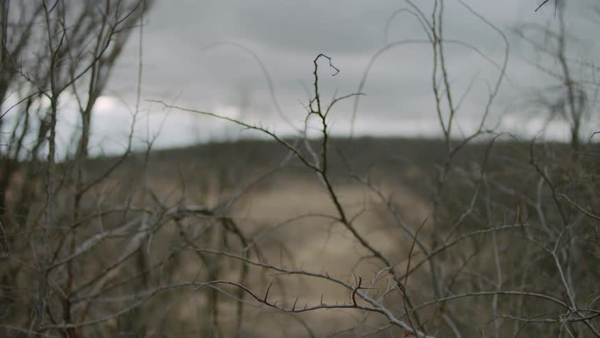 Dead branches on trees