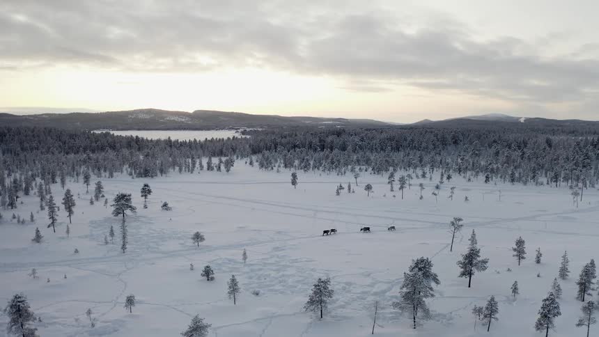 Reindeer walk across snow covered land with lake and mountains in background
