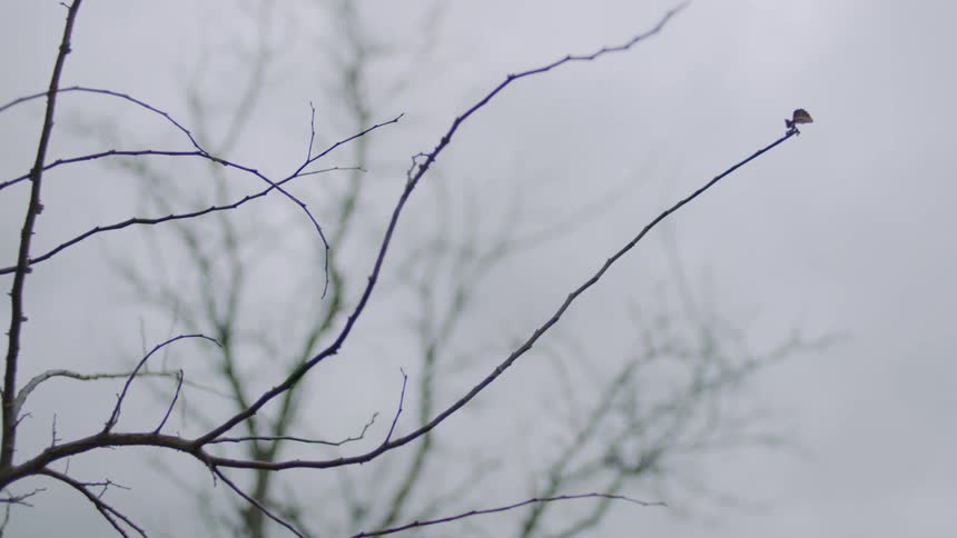 A bud on the end of a bare tree branch