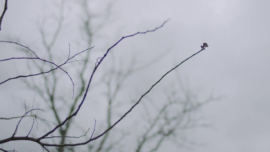 A single leaf hangs from a thin tree branch under a gray sky