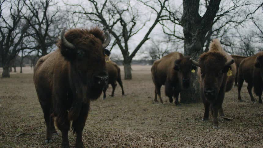 Buffaloes in a field with trees in the background