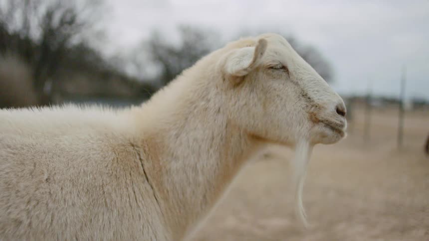 A couple of goats loiter in an enclosed pen