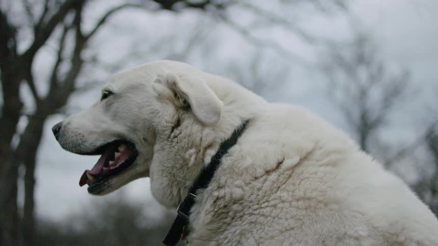 Dog looks around while riding vehicle under leafless trees