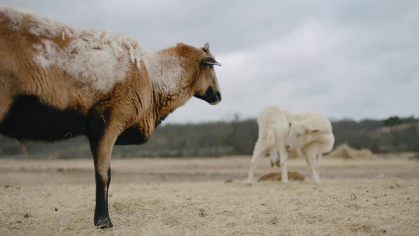 A pair of goats standing in a field