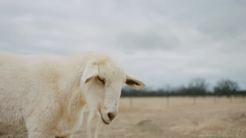 A goat standing in a field