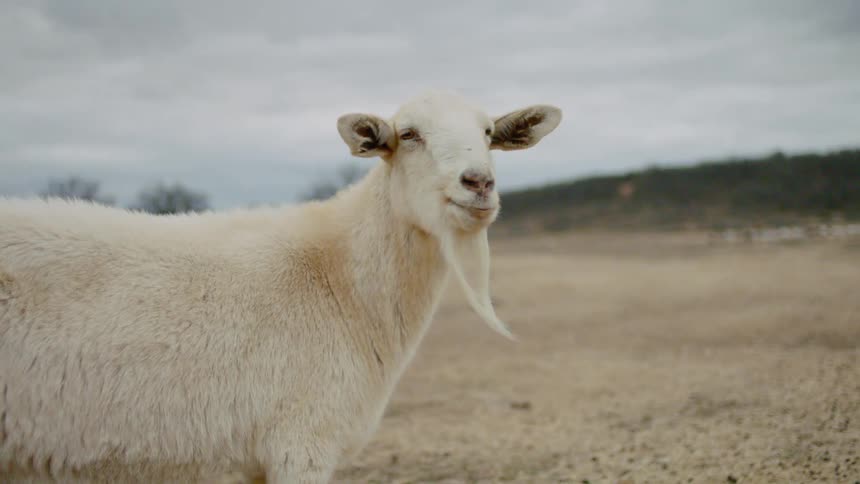 A goat is looking around on the field