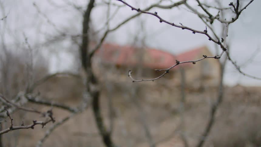 A house can be seen behind thin leafless branches of a tree