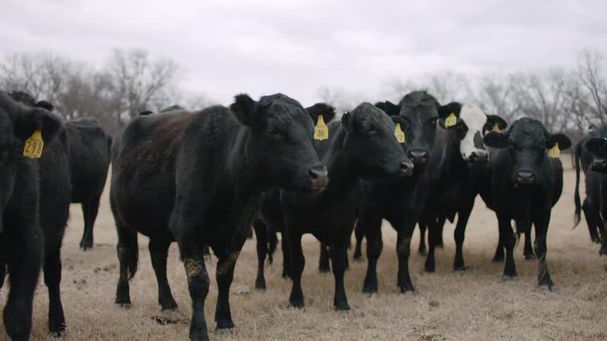 Cows with tags on their ears graze in a field