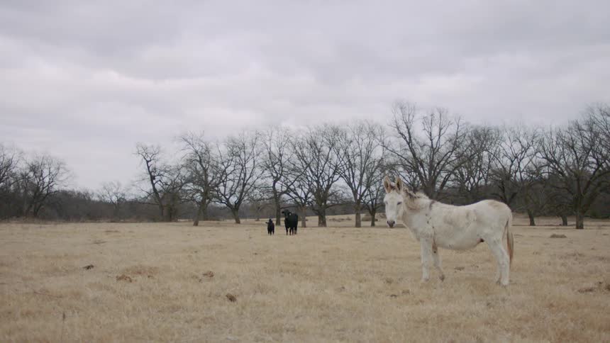 A horse and cows graze in a field
