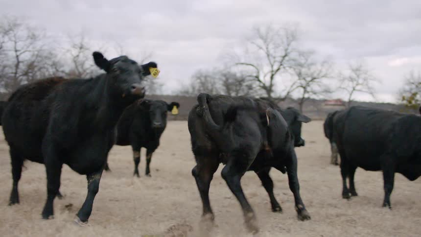 Cattle with ear tags move around in the field