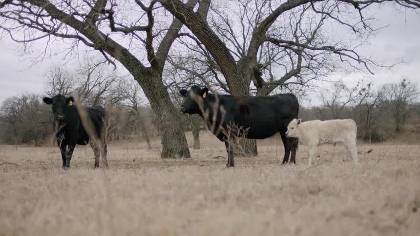 A white calf stands next to two black cows in the brown grass near trees