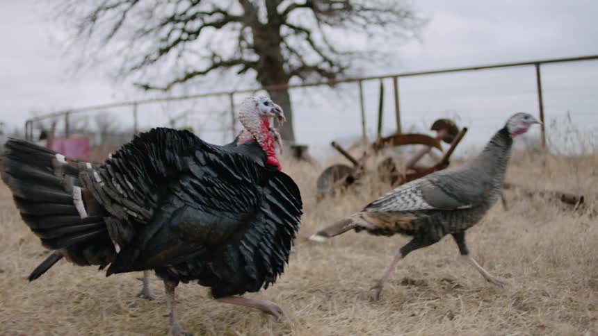 Male turkeys chasing female turkeys near farm equipment on a farm