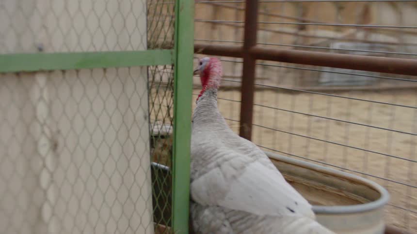 Turkeys walk in a line between fence and building