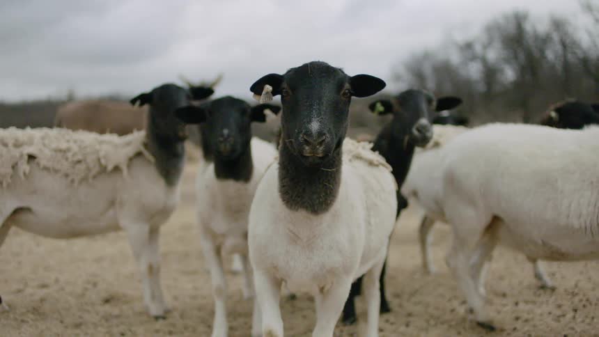 Black headed sheep stand in the dry land on a cloudy day