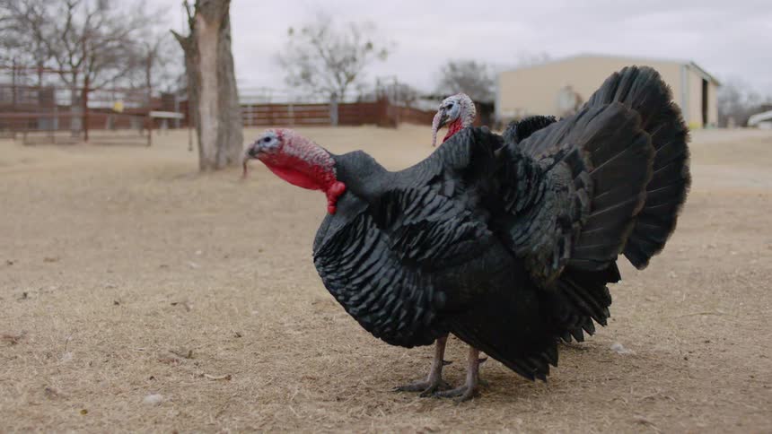 Roosters walk in a pasture