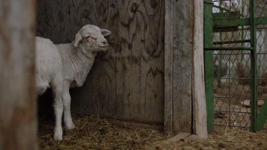 A lamb leans against the wooden wall of its pen