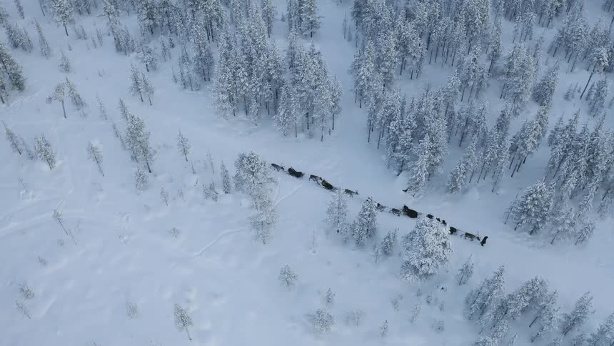A forest covered with snow with a man with multiple sleds and reindeers