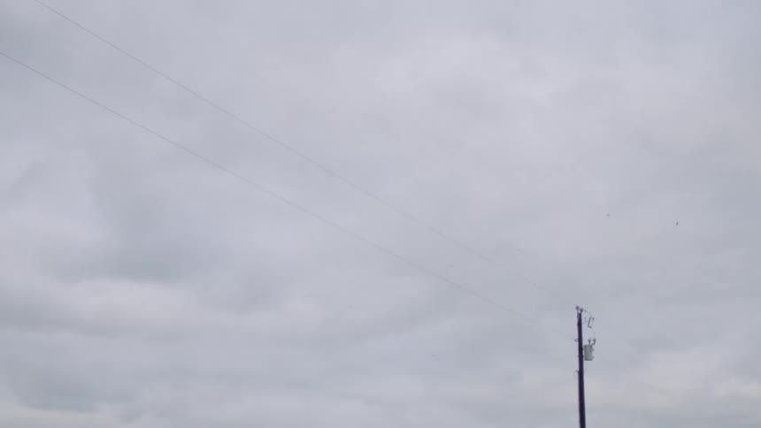 Several birds sitting on a power line suddenly take flight