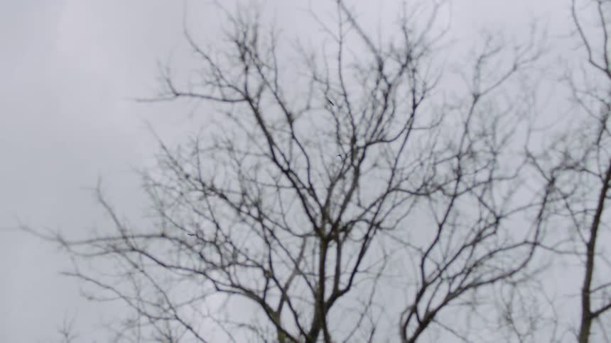 A view of bare tree and birds flying in the air on a cold cloudy winter day