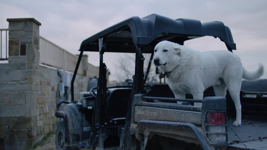 The dog is standing on the back of the small vehicle