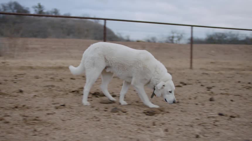 White dog walks on the sand near the fence