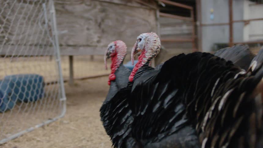 Two turkeys walk around a penned in area