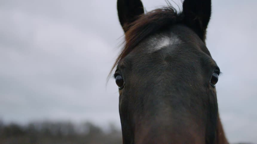 A horse with the sky in the background