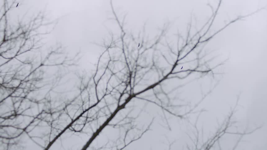 A view of bare tree and birds flying in the air on a cold cloudy winter day