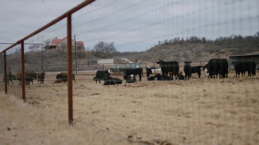 A herd of cows sit in the grass