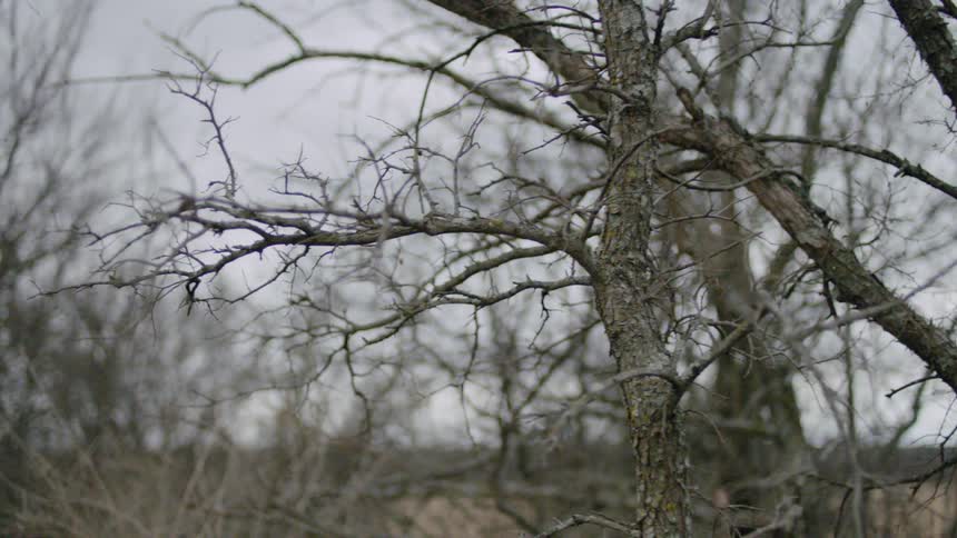 Trees without leaves with the sky in the background