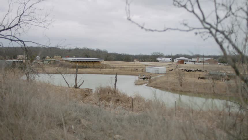 A river runs through a rural farming area where cows are seen nearby