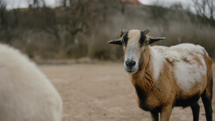 A goat standing outside with trees and the sky in the background