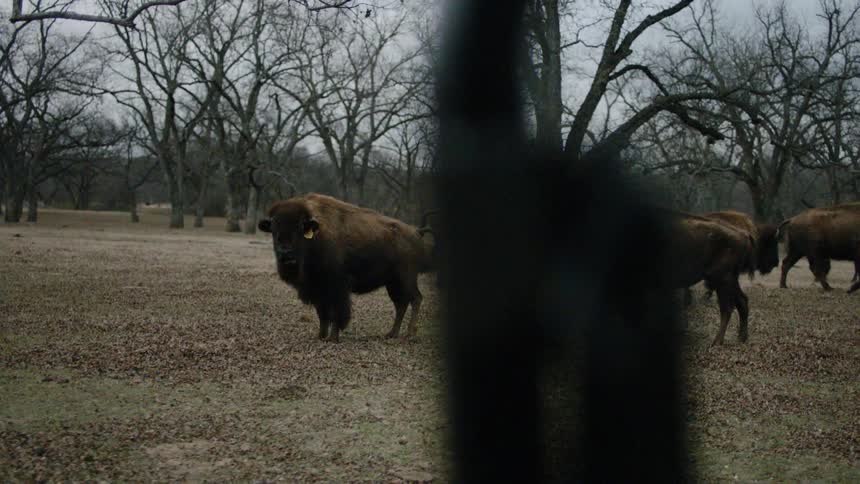 A vehicle driving past a herd of bison