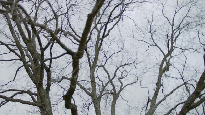 Dead branches on the tree
