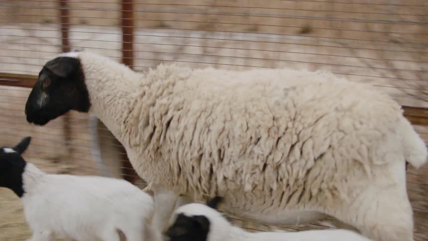 A mother sheep and her babies run around a pen