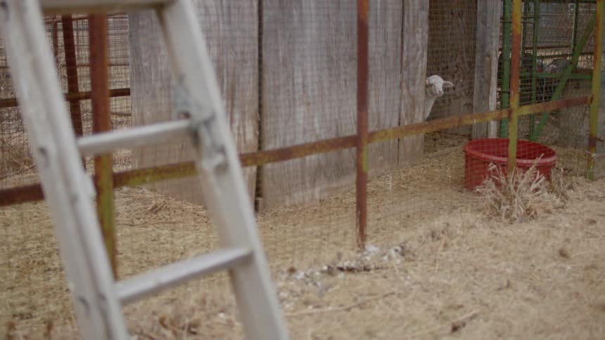A lamb looks through the wire of a pen and bleats