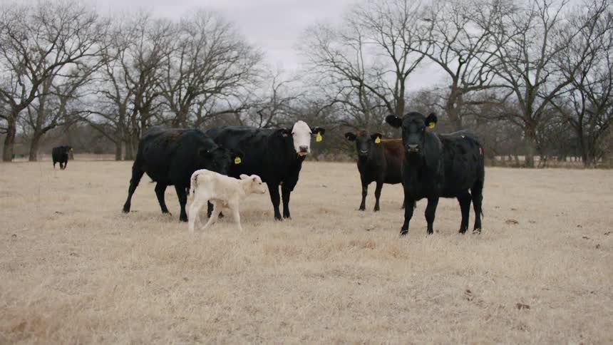 A sheep plays with cows on pasture