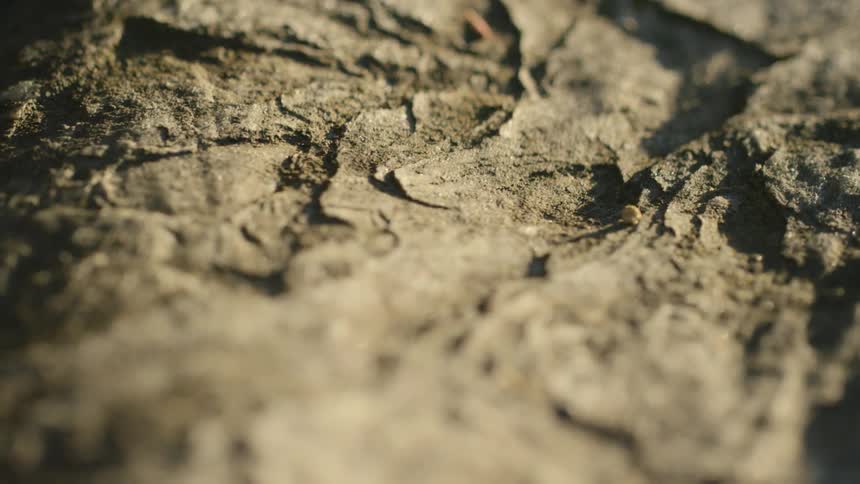 The ground is dry and full of sand