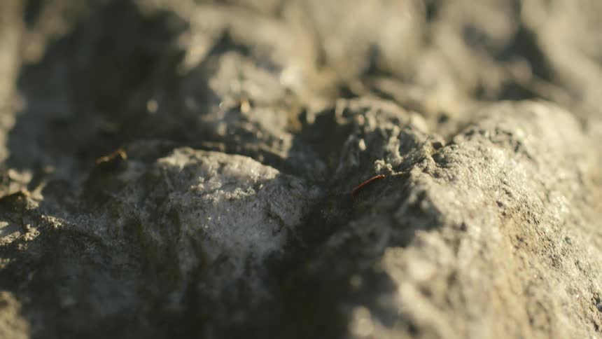 Soil with sunlight shining on it
