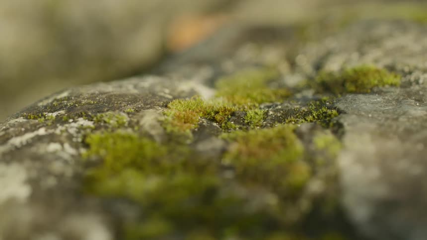 Moss covers gray and white stones outdoors