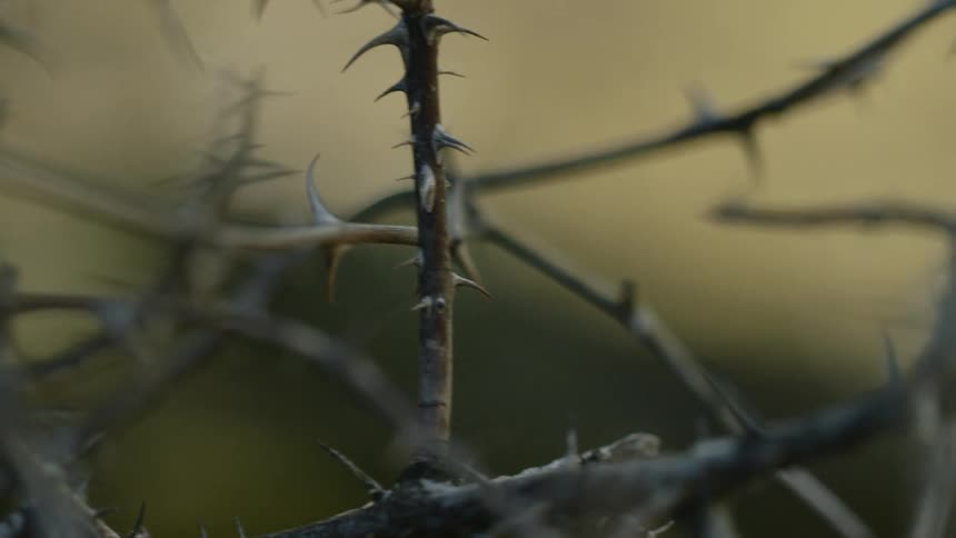 Close up of sharp thorns on branches