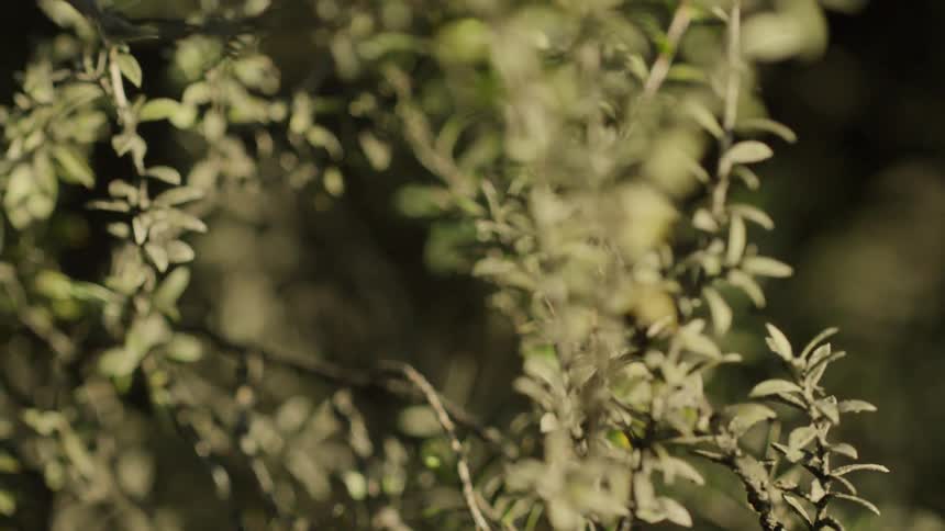 A plant with leaves in the sunlight