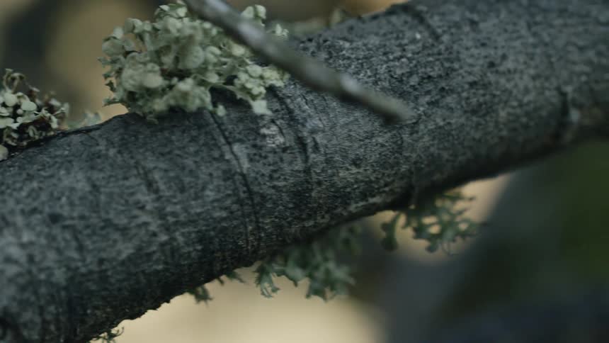 Small leaves sit on a large branch