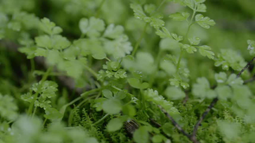 Dew drops on green leaf clovers and branches