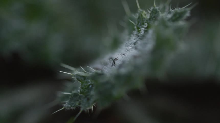 A cactus plant with needles