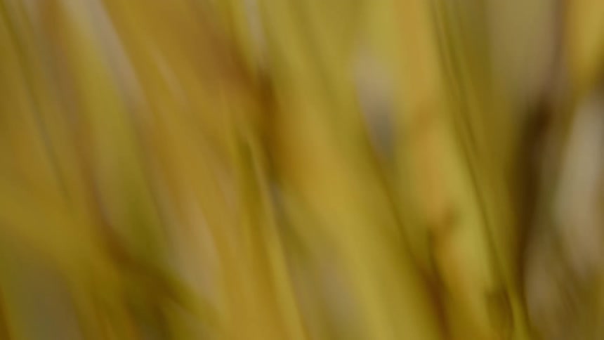 Close up of tall grass