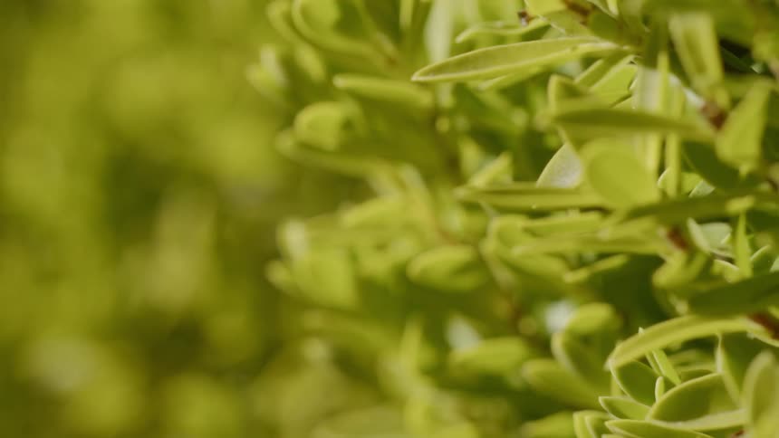 Green foliage outdoors in the sunlight