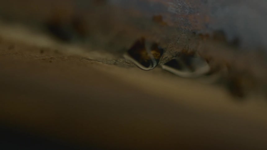 Small translucent amber droplets hang on the edge of a piece of wood