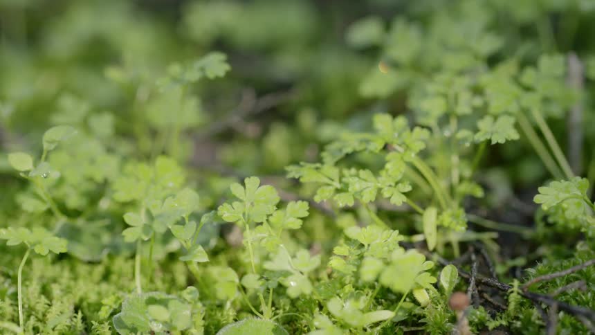 Leaves and twigs sit on a soil ground